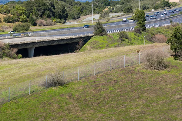 Fencing along highway